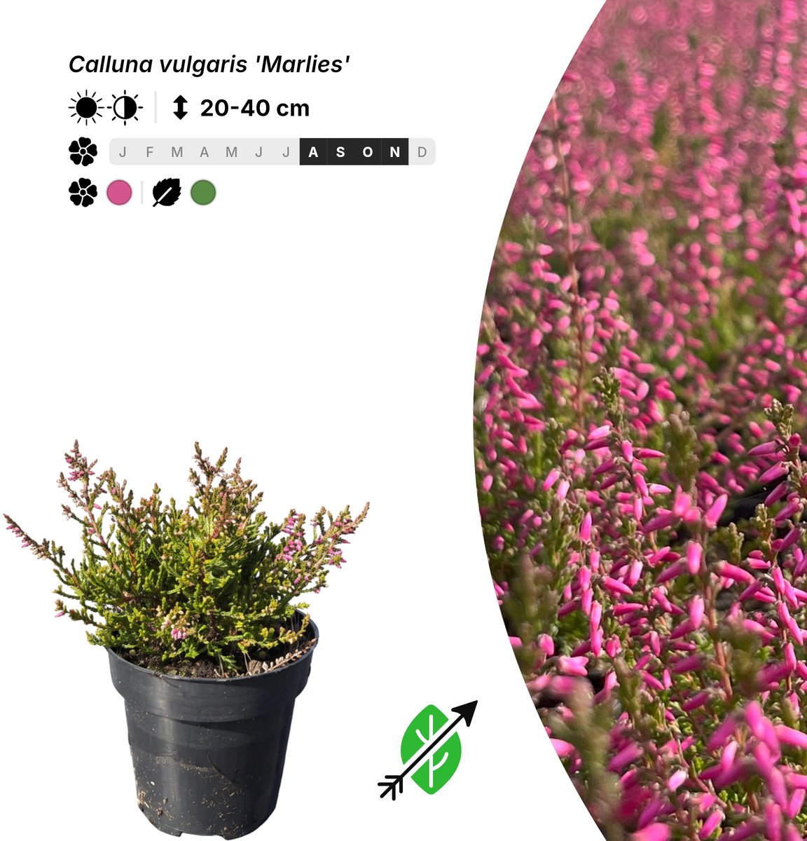 Singleplants - 10x Calluna vulgaris 'Marlies' - Pot P9,5 - bodembedekker - in bloeiperiode