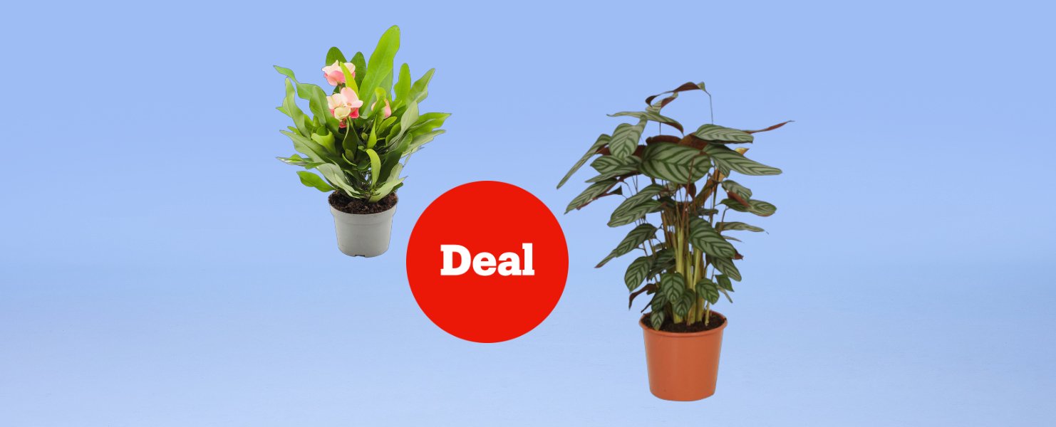 Deals Deals