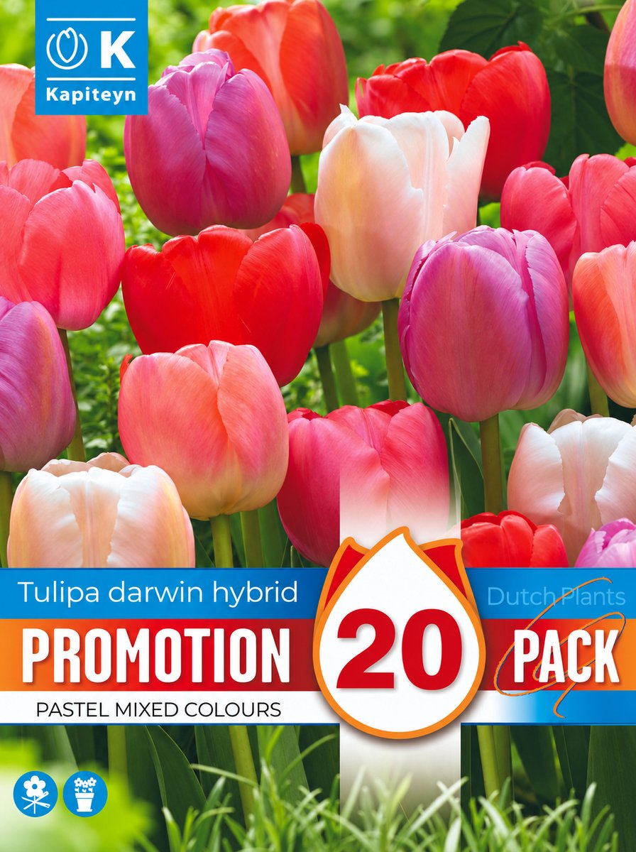 Tulpenbollen Pastel Mixed Colours – Darwin Hybrid – 20 stuks – Bloembollen – Voorjaarsbloeier