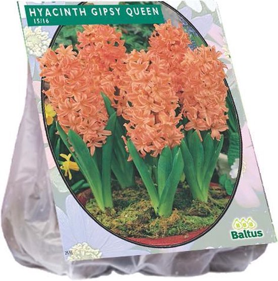 Bulbes de fleurs de jacinthe - Gipsy Queen - 2 x 10 pcs | bol.com