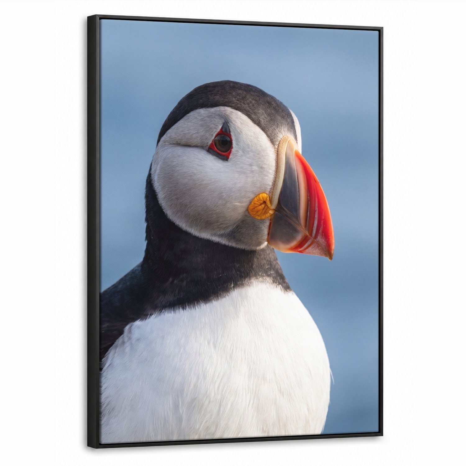 Canvas Schilderij met Baklijst 70x100cm - Papegaaiduiker - Portret - Natuur - Muurdecoratie woonkamer - Slaapkamer decoratie - Kamer accessoires - Schilderijen op canvas met lijst