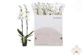 Paarse Phalaenopsis orchidee - potmaat 12 cm