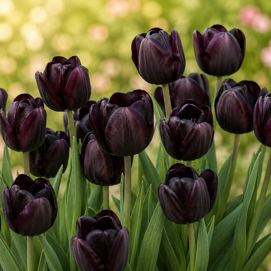 Groep diep paarse tot zwarte Queen of Night tulpen met lange groene stelen tegen een zachte, wazige achtergrond.