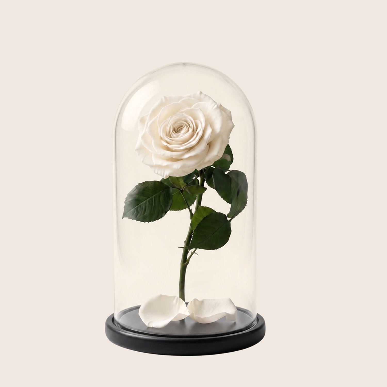 Charle Roses Dome Aurora - Echte houdbare roos onder glazen stolp - 27 cm - Ivory White ivoorwit - in cadeauverpakking