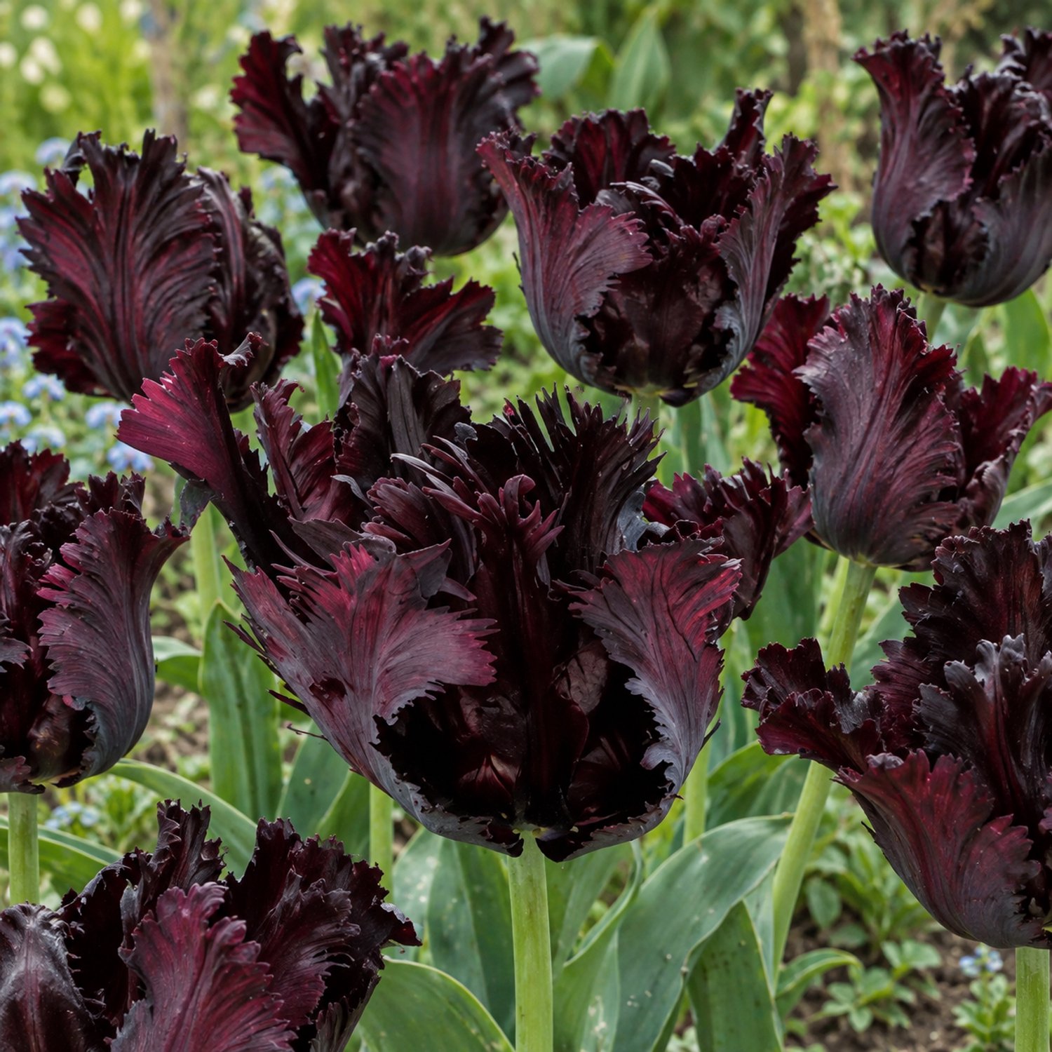 Tulipa Black Parrot, Parkiet per 24