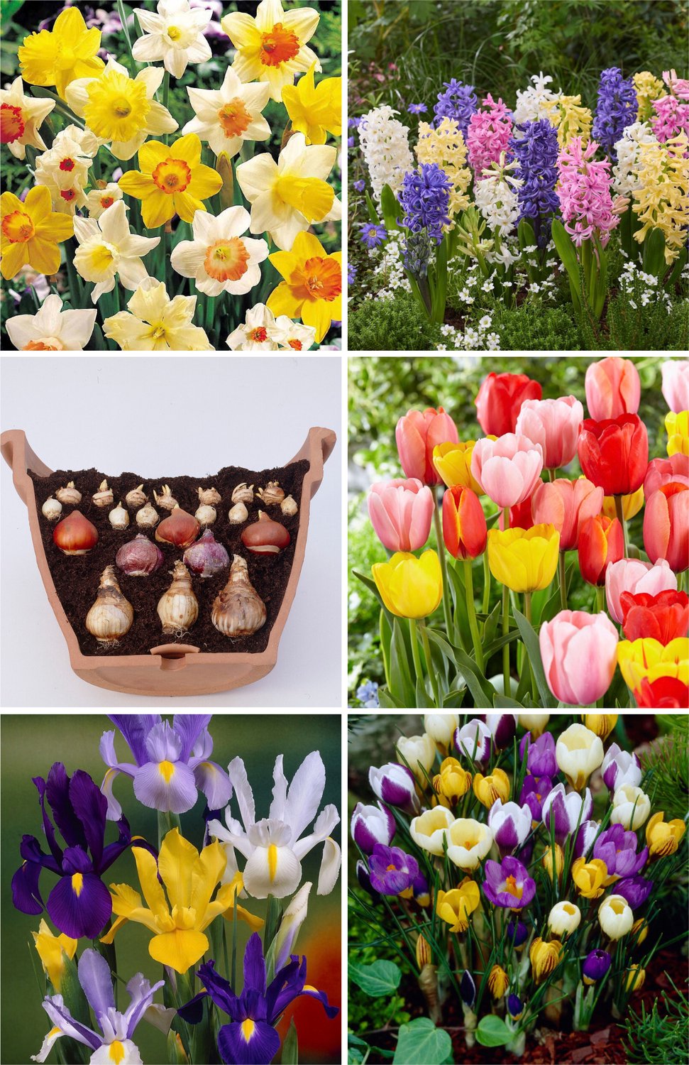 Fantasy Bloembollen Mix voor etage beplanting | 50 stuks | Bloembollen Lasagne Pakket | Tulp | Narcis | Hyacint | Krokus | Blauwe druifjes