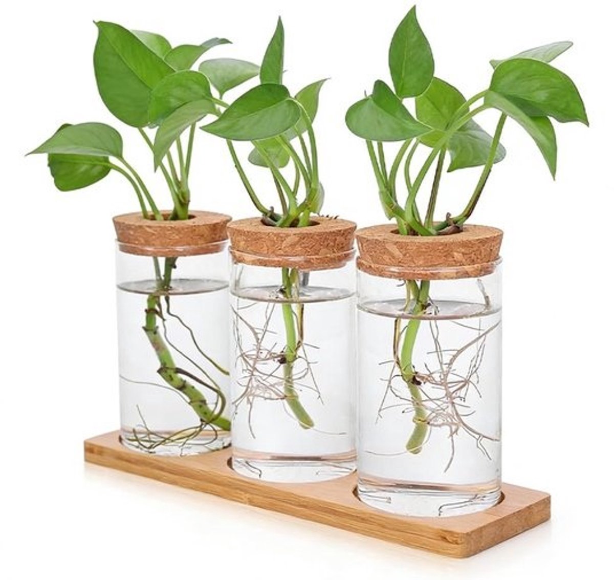ZEYNOMAX- Propagatiestation met houten sokkel - 3 stuks - Glazen terrarium - Hydrocultuurplanten - Optimale wortelobservatie - Stabiel en veilig ontwerp - Plantenvazen