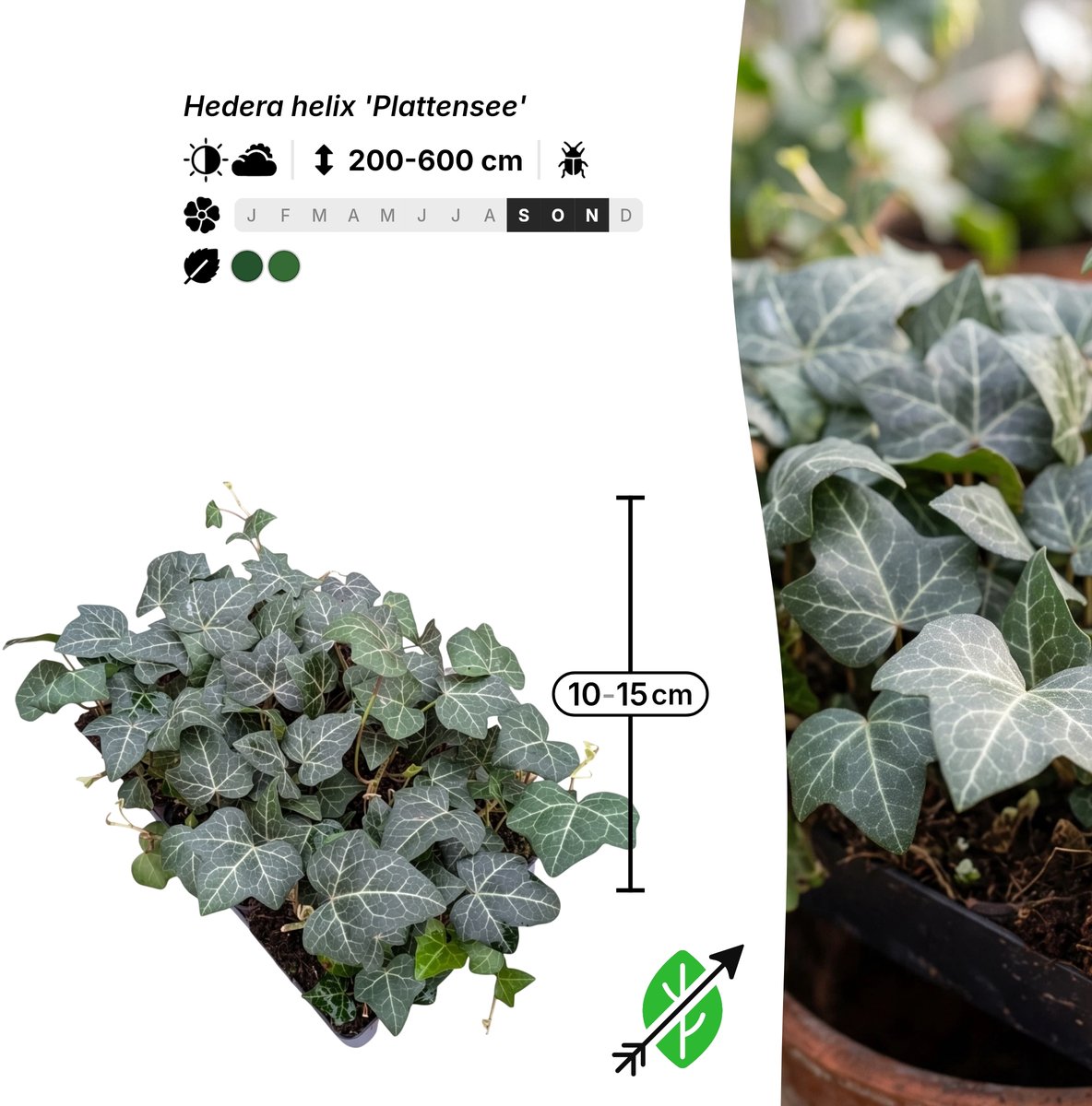 Singleplants - 6x Hedera helix 'Plattensee' - Pot P9 - klimplant - in bloeiperiode