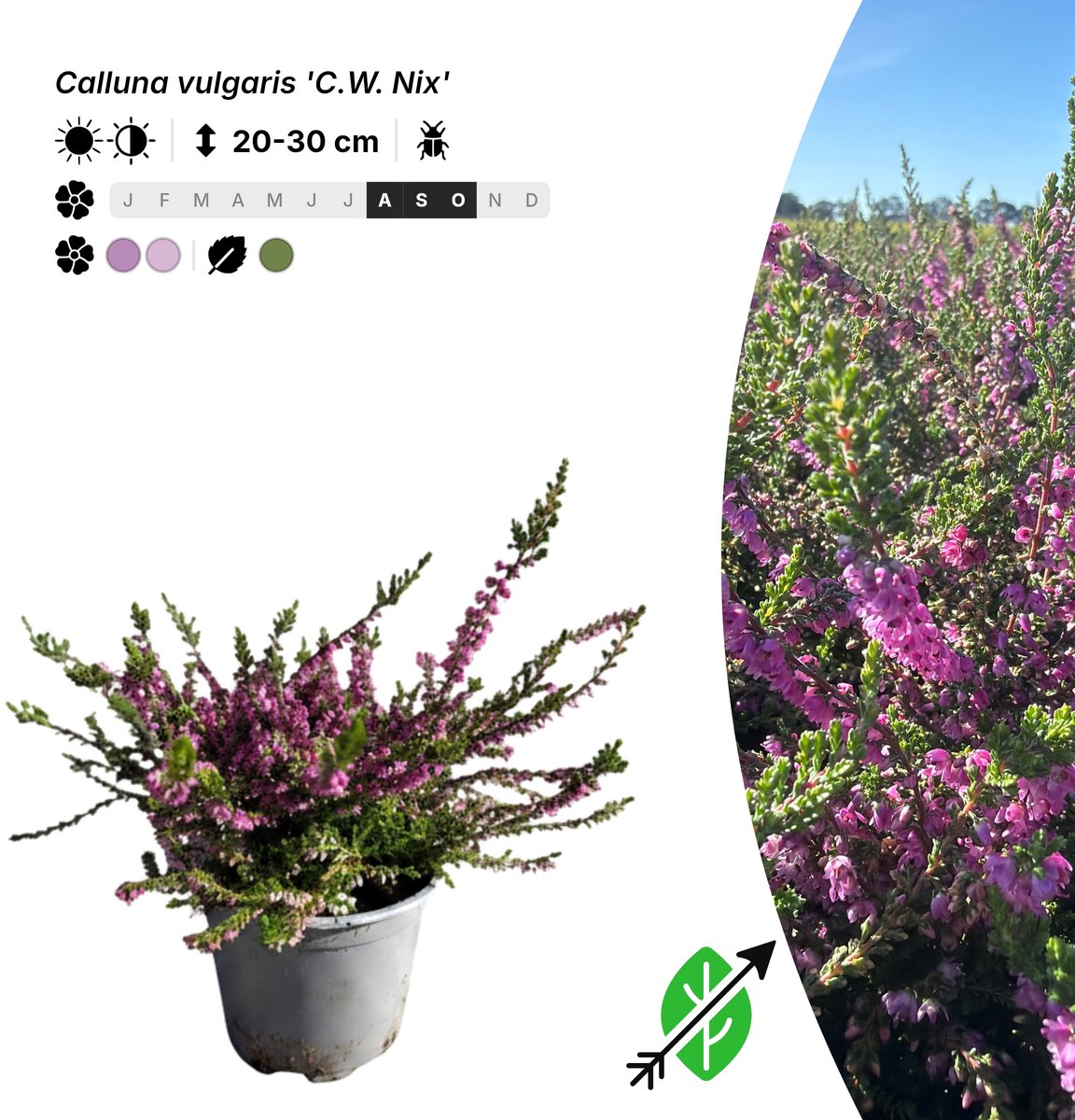 Singleplants - 6x Calluna vulgaris 'C.W. Nix' - Pot P10,5 - bodembedekker - in bloeiperiode