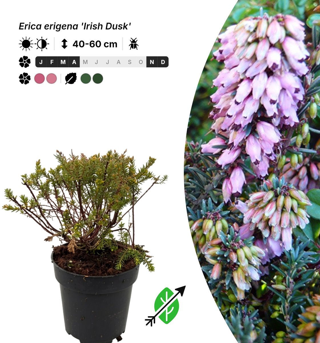 Singleplants - 20x Erica erigena 'Irish Dusk' - Pot P9,5 - winterhard tot -15°C