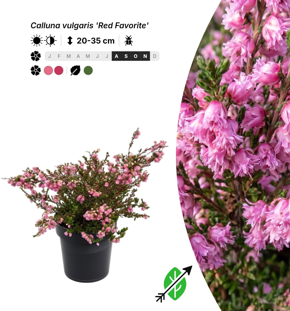 Singleplants - 6x Calluna vulgaris 'Red Favorite' - Pot P9,5 - bodembedekker - in bloeiperiode