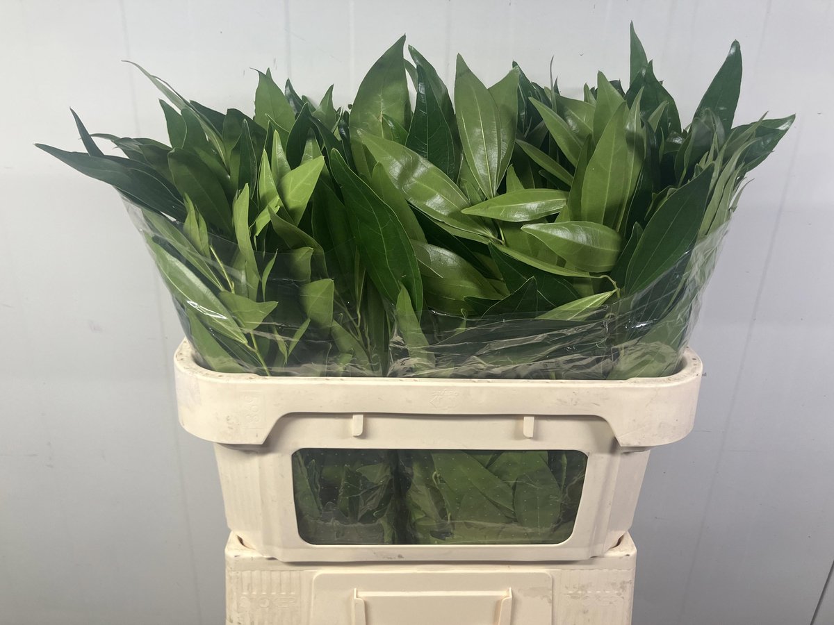 50x Sg cocculus laurifolius 80cm