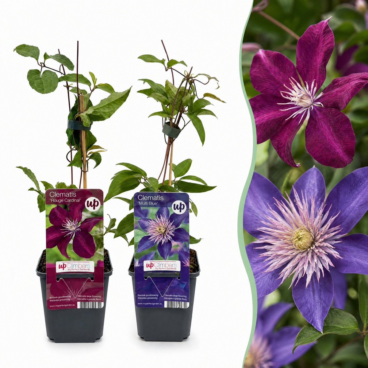 Green boutiQ - 12x Clematis Duo Blue & Red - Bosrank Duo Blauw & Rood - Blauw - Rood - Klimplant - Ø9cm - 35cm