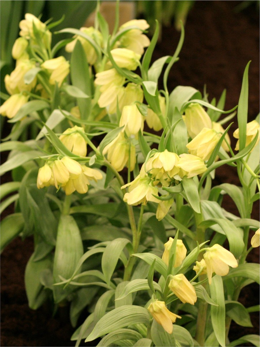 3x Fritillaria 'Fritillaria pallidiflora' - BULBi® Bloembollen met bloeigarantie