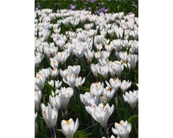 50x Crocus 'Barr's white tommasianus' - BULBi® Bloembollen met bloeigarantie