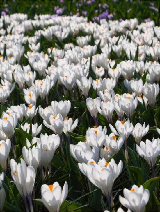 Een veld vol witte crocussen met oranje stampers.