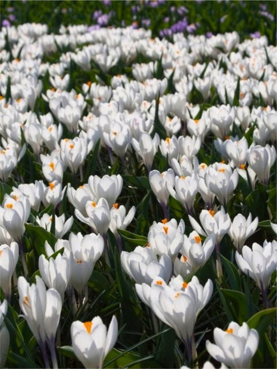 50x Crocus 'Barr's white tommasianus' - BULBi® Bloembollen met bloeigarantie