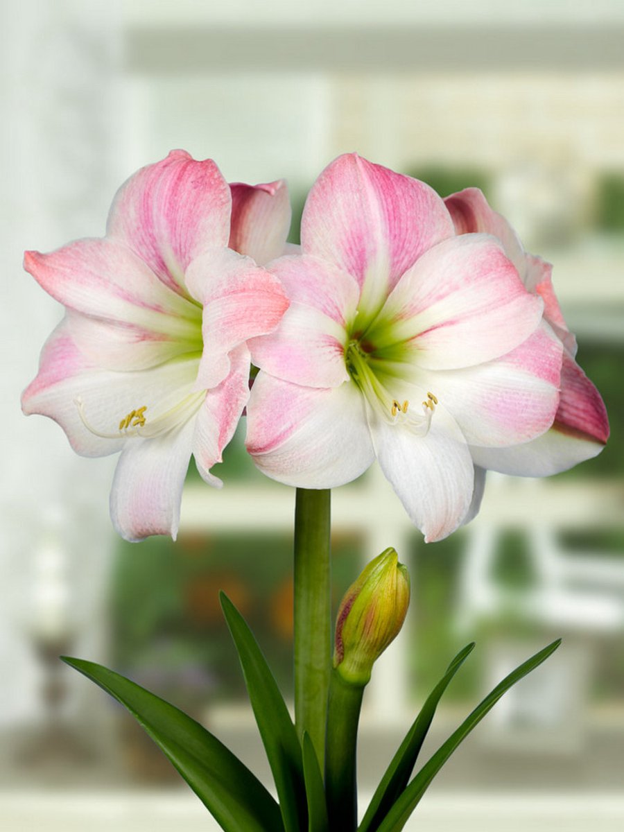 1x Hippeastrum 'Appleblossom' - BULBi® Bloembollen met bloeigarantie