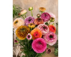 12x Ranonkel 'Ranunculus elegance pastello striato mix' - BULBi® Bloembollen met bloeigarantie