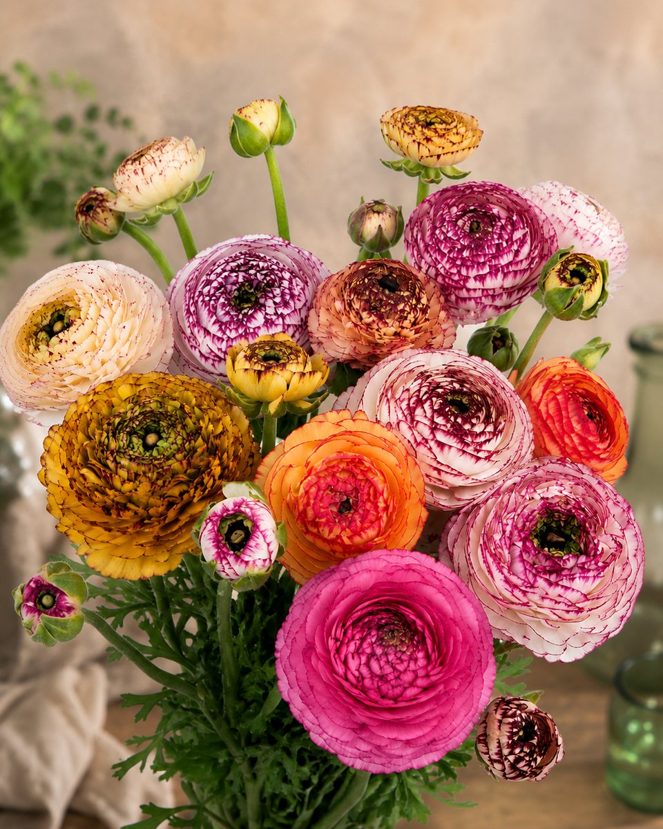 12x Ranonkel 'Ranunculus elegance pastello striato mix' - BULBi® Bloembollen met bloeigarantie