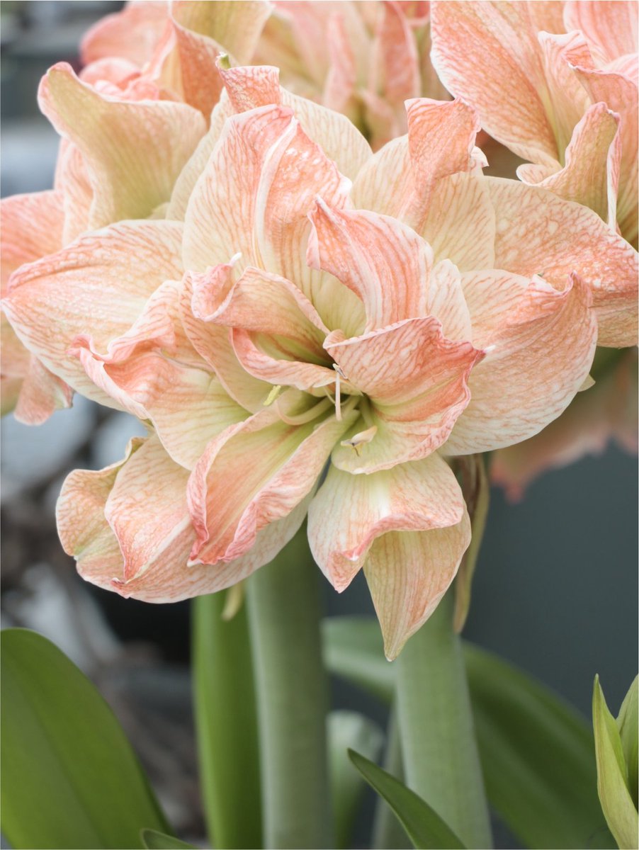 1x Hippeastrum 'Exotic nymph' - BULBi® Bloembollen met bloeigarantie