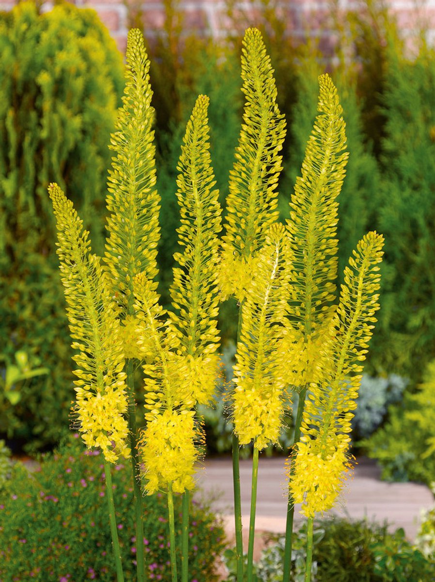 30x Naald van Cleopatra 'Eremurus bungeii stenophyllus' - BULBi® Bloembollen met bloeigarantie