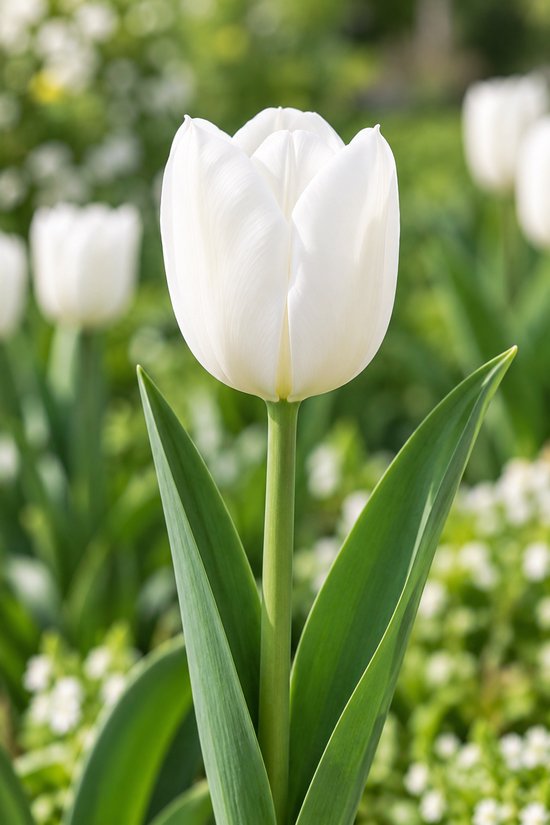 Eén enkele, zuiver witte tulp in bloei met groene bladeren in een tuin.