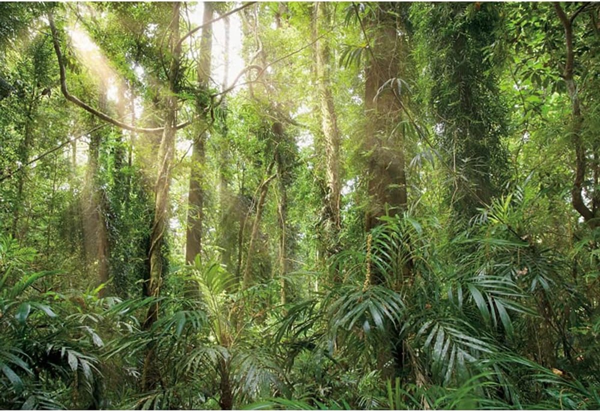 12x8ft Vreedzame Natuurlijke Bos Polyester Achtergrond Zonlicht Evergreen Forest Jungle Lente Zomer Bos Natuurlijke Landschap Achtergrond Camping Thema Banner Evenementen Fotostudio
