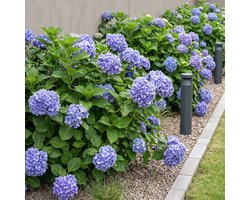 Green boutiQ - Hortensia - Hydrangea macrophylla Blue - Bloem Blauw - 1 Plant - Bladverliezend - Weinig Onderhoud - Pot 17cm Hoogte 30cm