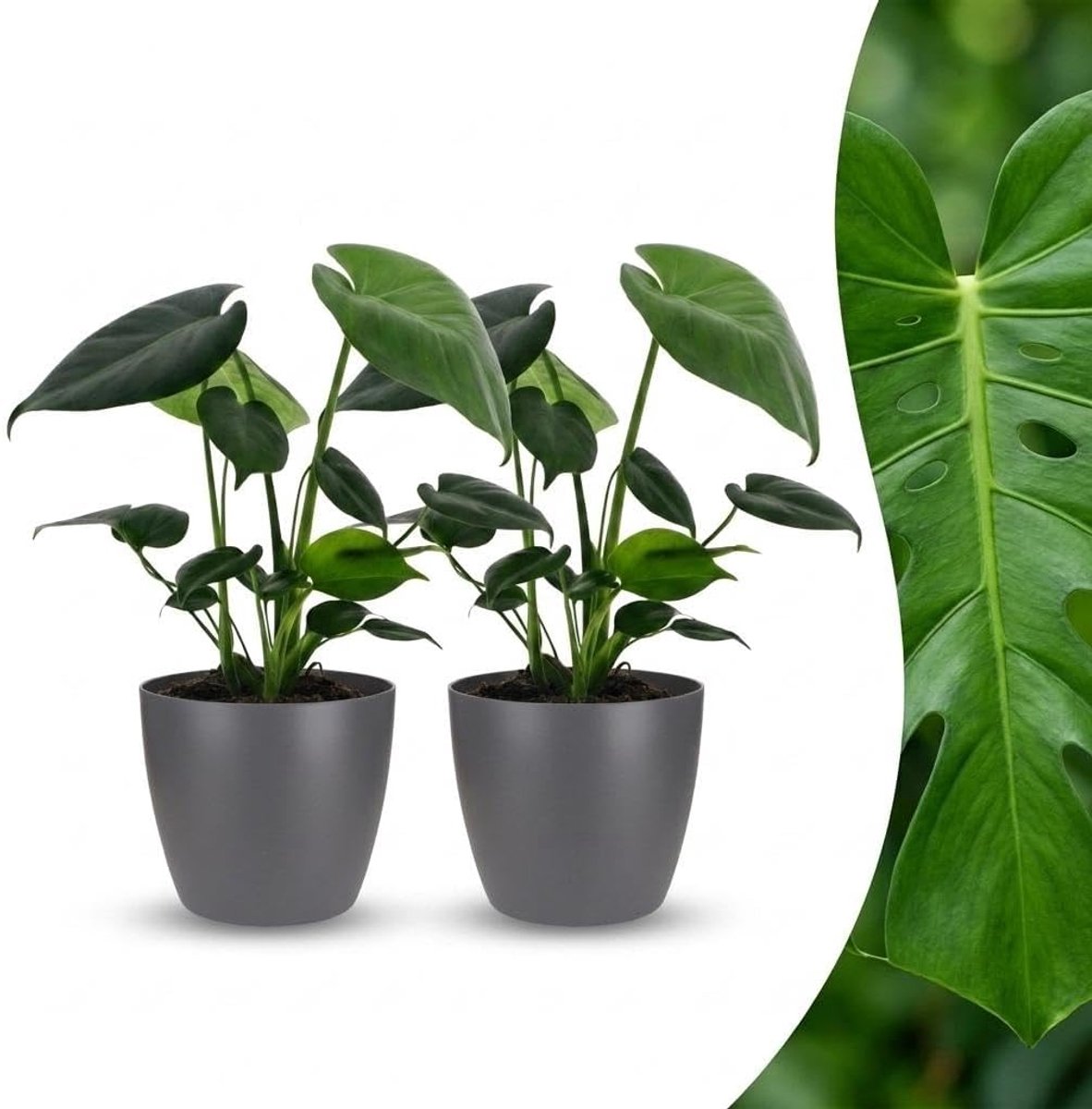 Deliciosa - Gatenplant - 2 Planten - met Potter Grijs - 30cm - Ø12cm