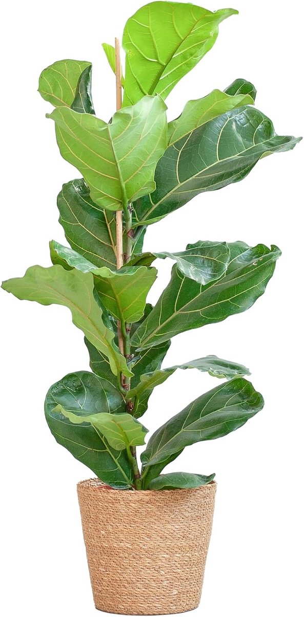 Lyrata met Mand Sofia naturel - 70-80cm - Ø21cm - Kamerplant - Groenblijvend