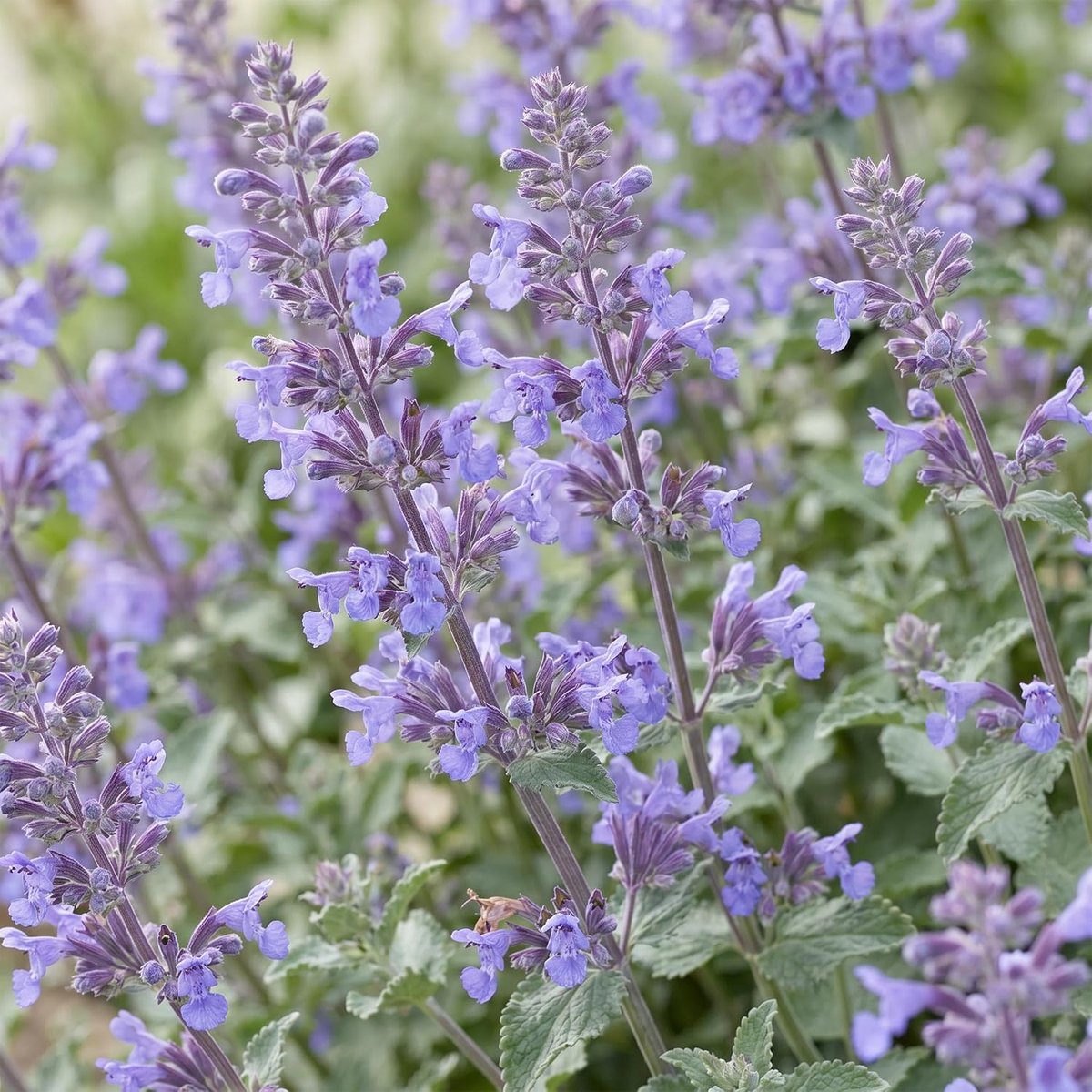 Faassenii Walker's Low - Kattenkruid - Bijen en Vlinderlokkers - Blauw - 3 Planten - 15-25cm - Ø11cm - Tuinplant