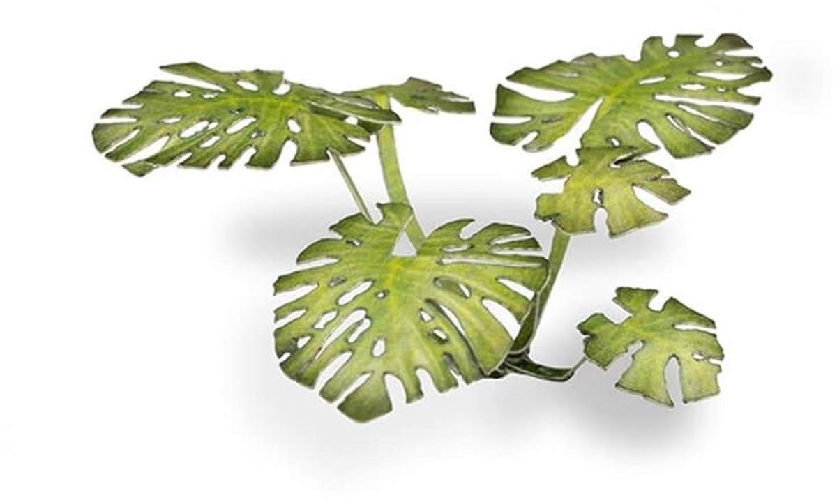 Grass Laser Plants Monstera