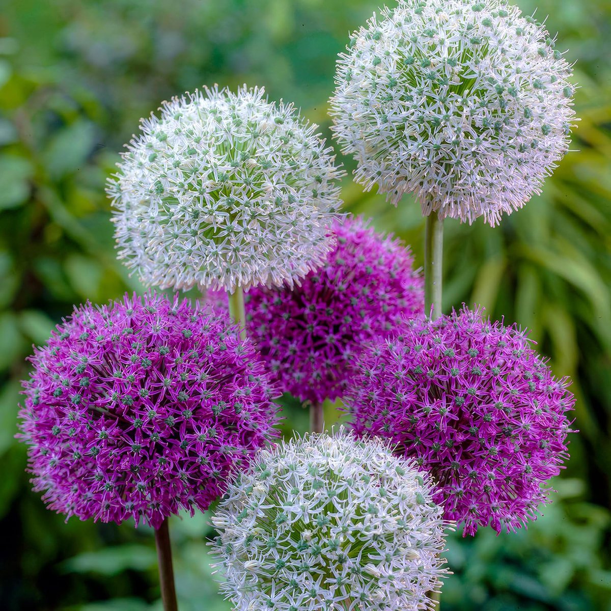 Glory Allium bollen (10 reuzen/planten), meerjarige sierui-mix, winterharde unieke lentebloemen voor tuin en kortingen (grote knollen, geen zaden)