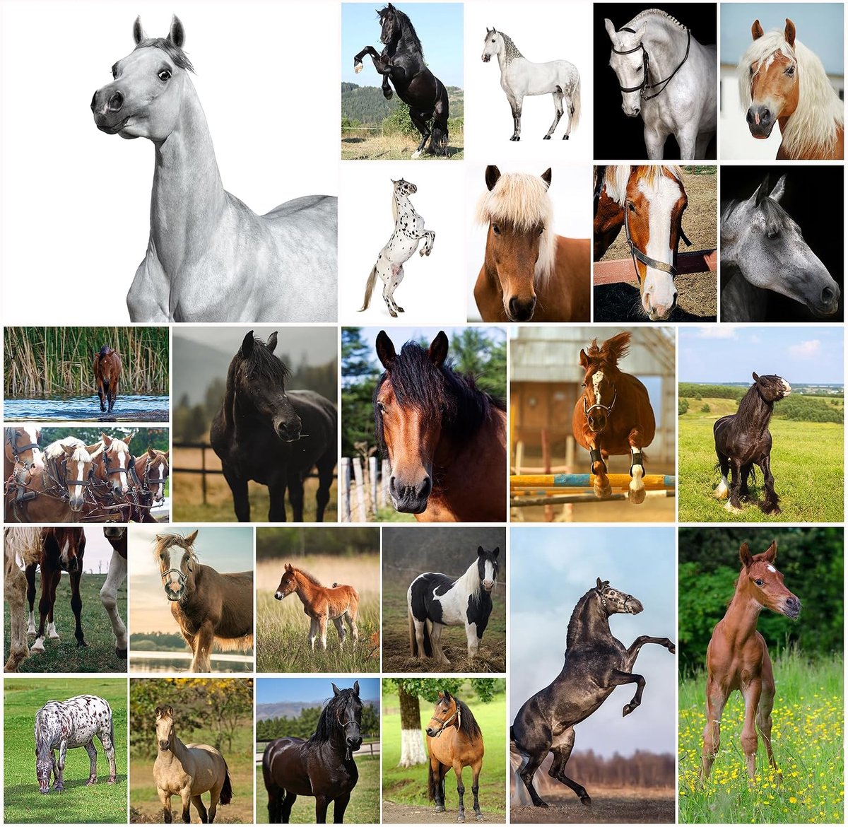 ansichtkaartenset, paardenrassen, 25 ansichtkaarten met Haflinger, Friese, Arabisch en meer, blanco, DIN A6, dierenansichtkaarten voor verzamelaars, school, verjaardag en postcrossing, Tinker