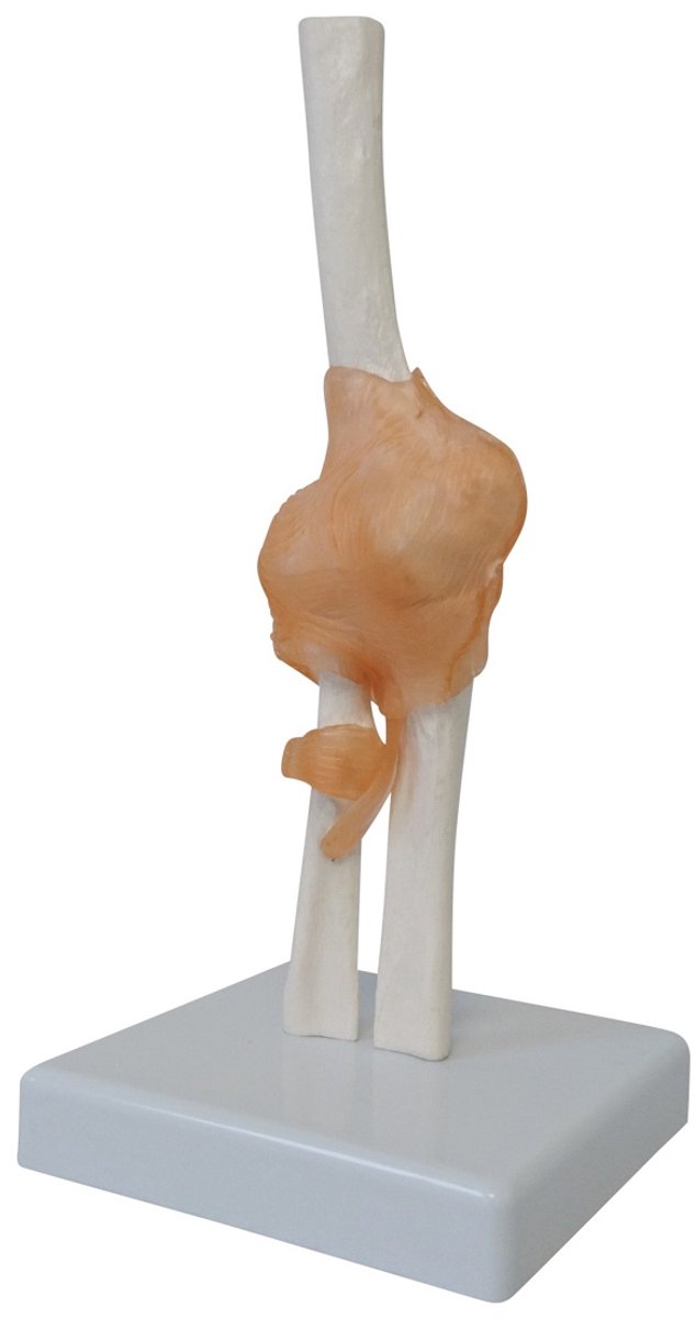 Cranstein Scientific anatomie model ellebooggewricht levensgroot