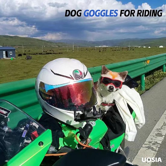 Zonnebril voor honden en helm voor huisdieren, 2-delig, met hoed, bril voor katten, motorhelm voor kleine en middelgrote honden — afbeelding 3