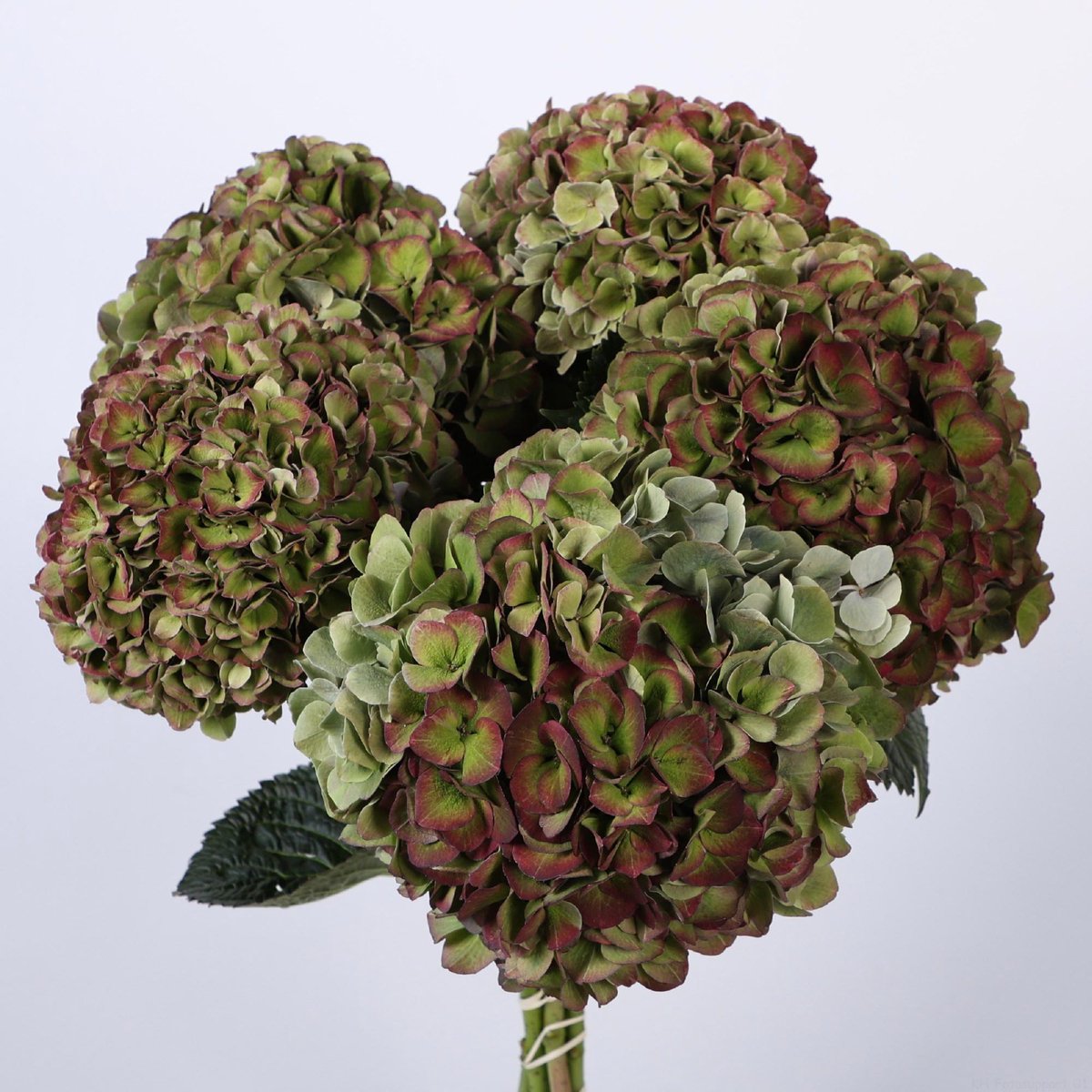 10x Hydr.mag.sweet ruby classic 40cm