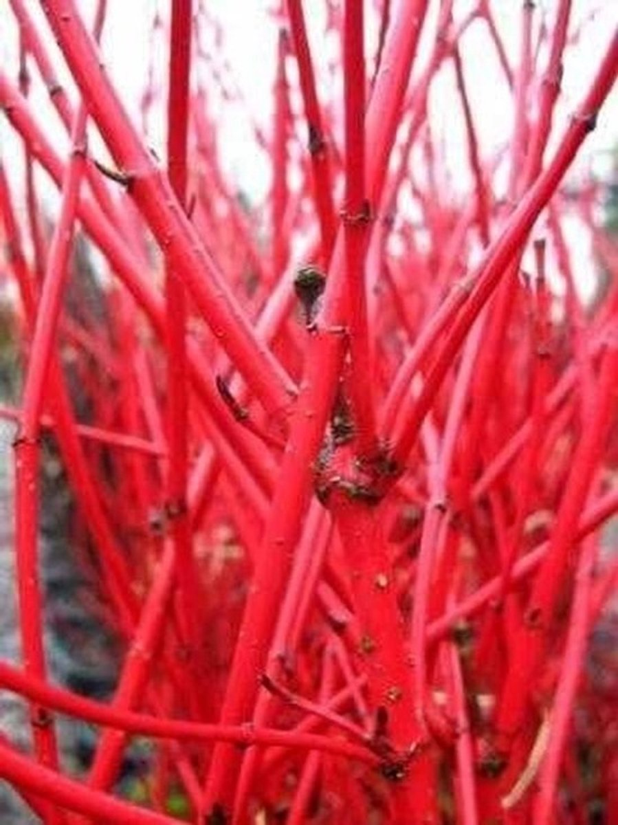 Sierstruik - hertbestendige plant - tuindecoratie - winterhard - 80-100 cm