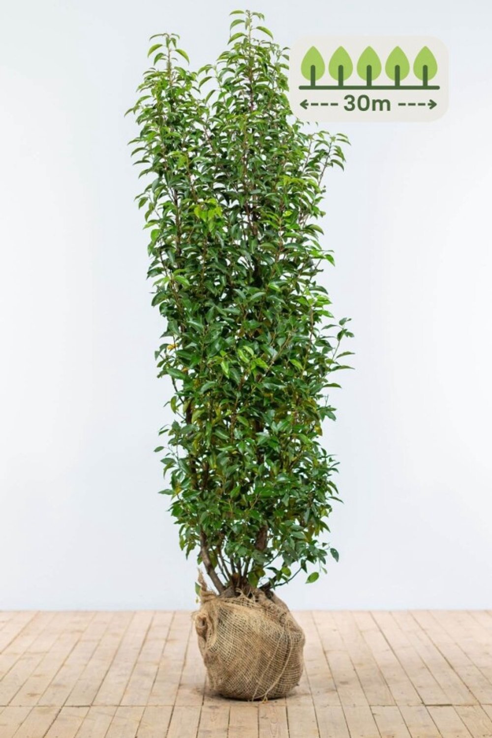 Portugese laurier 175-200 cm voor 30 meter - 60st. Prunus lusitanica 'Angustifolia'