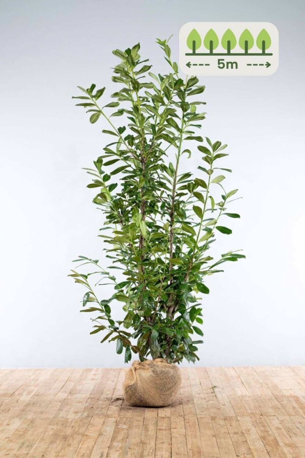 Laurier 'Novita' 200-225 cm voor 5 meter - 8st. Prunus laurocerasus 'Novita'
