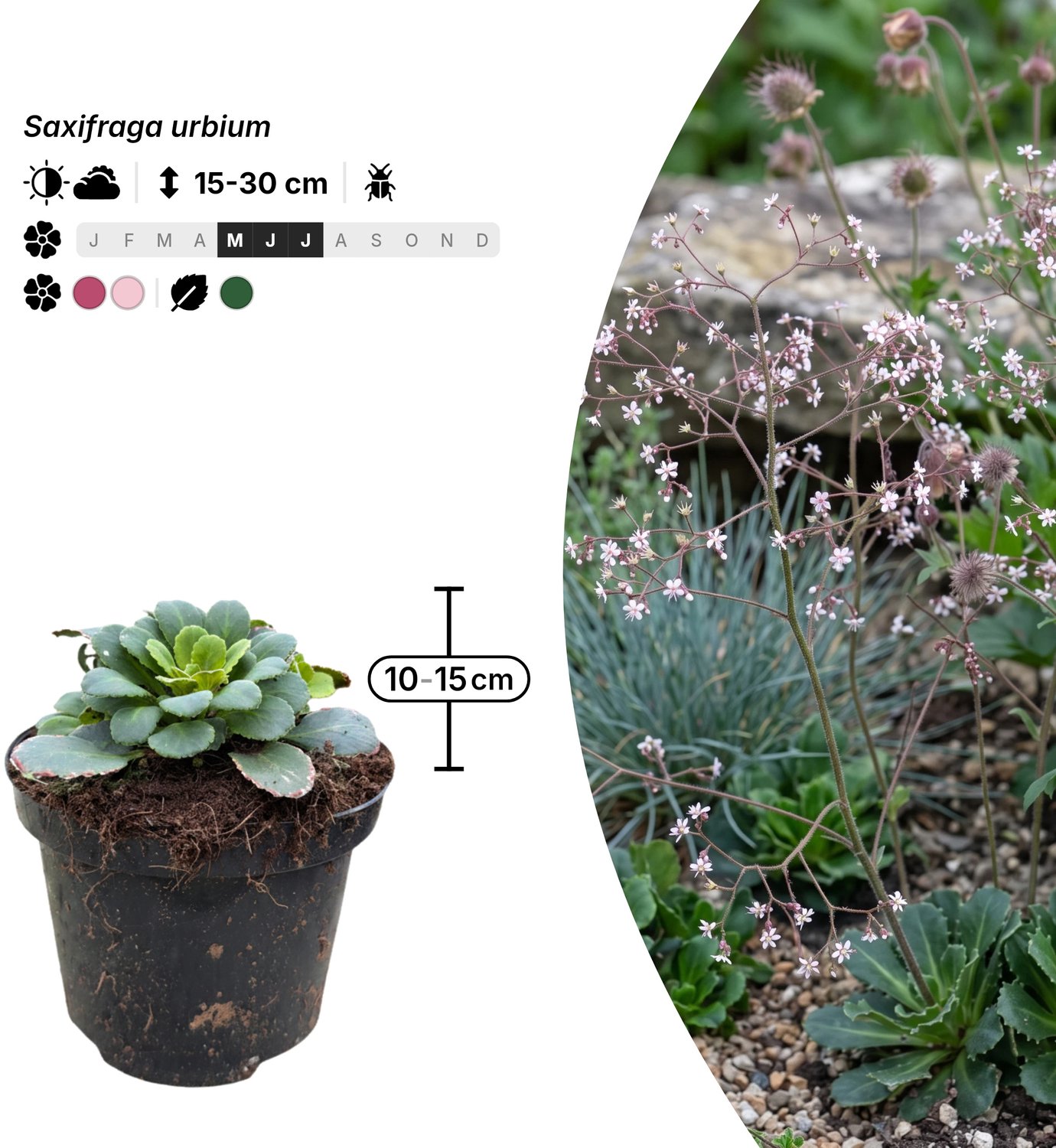 Singleplants - 12x Saxifraga urbium - Pot C1.5 - bodembedekker - winterhard tot -20°C