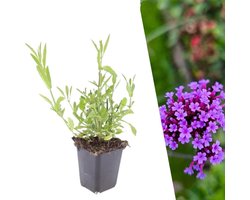 Plants by Frank | 12 IJzerhard Planten | Verbena Bonariensis | Vaste Planten | Winterhard En Meerjarig | Paarse Bloemen | Zomergroen | Tuinplanten