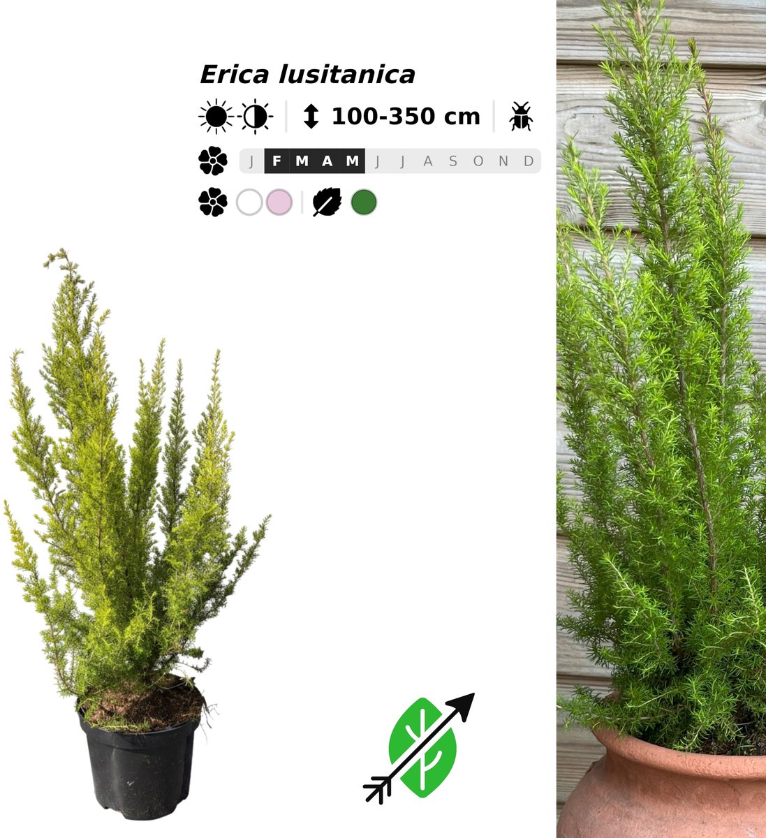 Singleplants - 12x Erica lusitanica - Pot C1.5 - winterhard tot -12°C