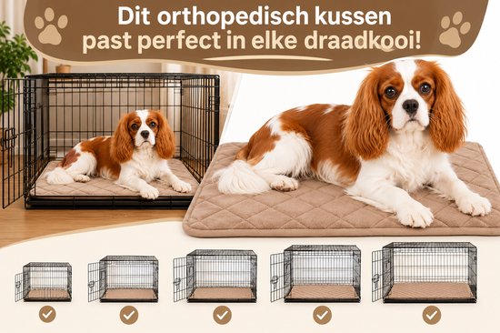 Kavalier King Charles Spaniël op een beige kussen in en buiten een bench, inclusief diverse benchmaten.