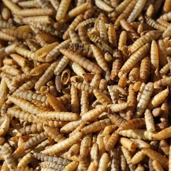 Gedroogde zwarte soldaatvlieglarven met een geribbelde textuur en beige tot bruine tinten.