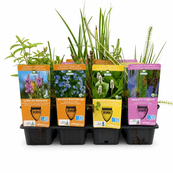 Vier potten met waterplanten: Lythrum Salicaria met paarse bloemen, Veronica Beccabunga met blauwe bloemen, Pontederia Cordata Alba met witte bloemen en Hippuris Vulgaris met groene bladeren.