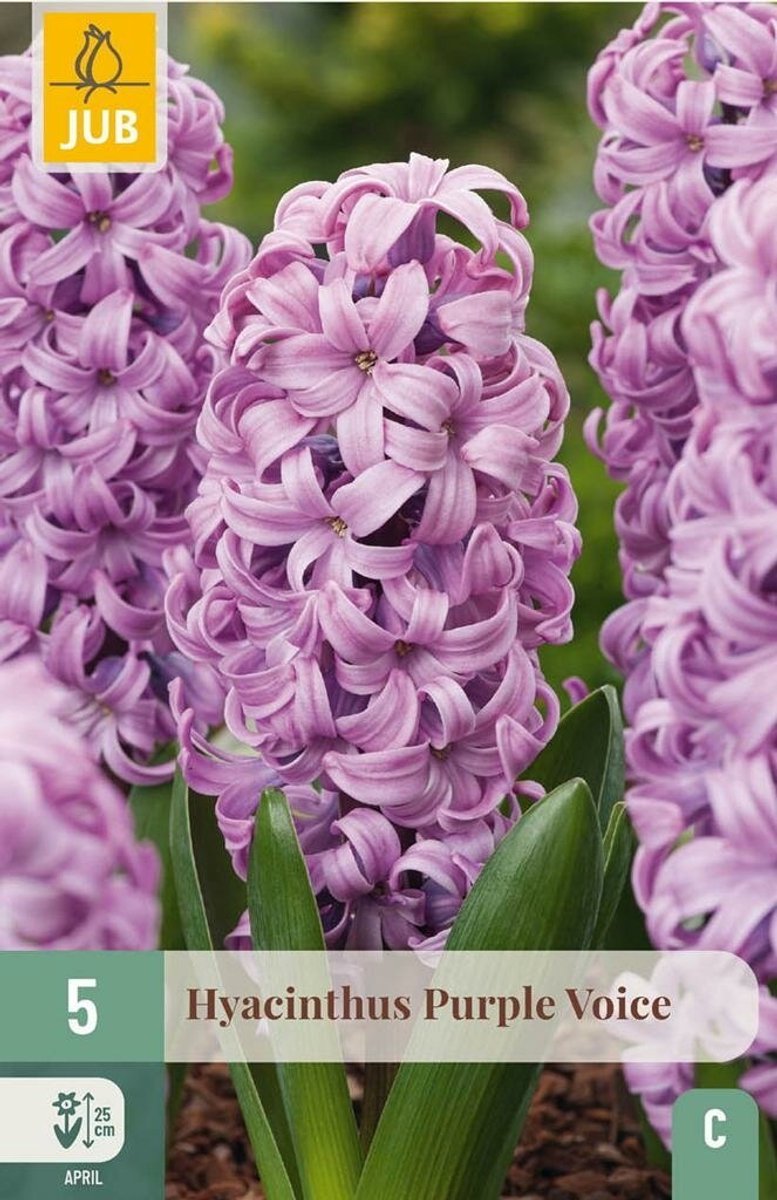Hyacinthus purple voice 5st JUB