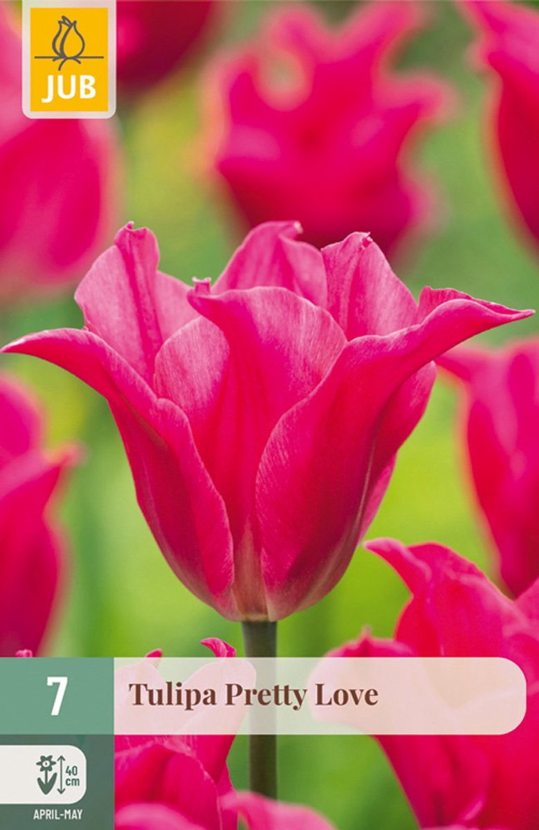 Tulipa pretty love bloembol JUB 7 stuks