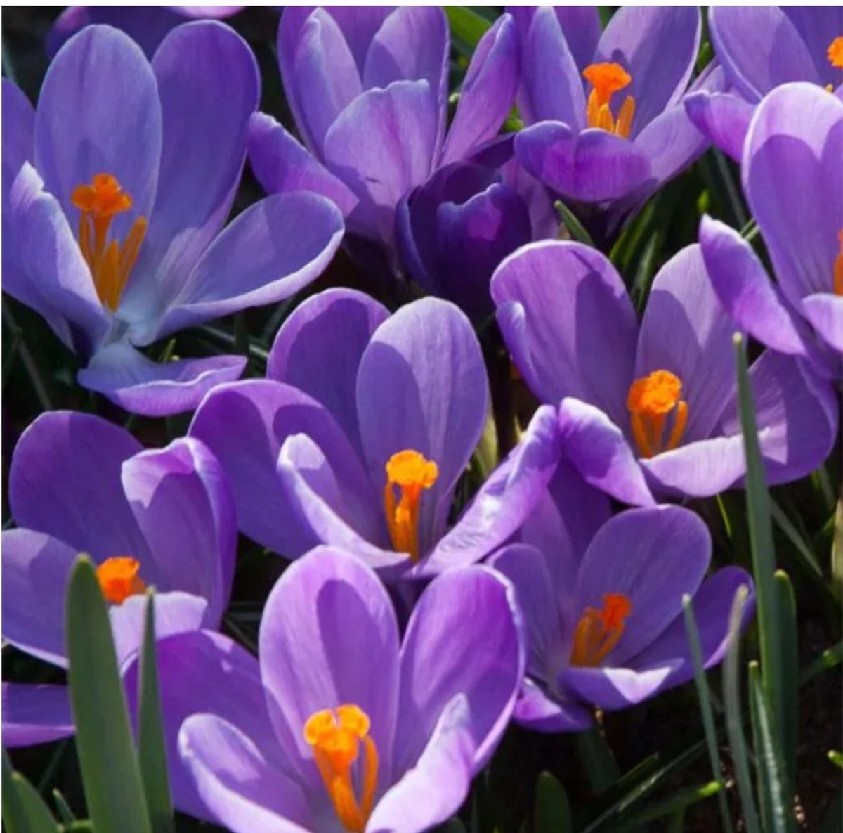Bloembol Crocus Agua 50 stuks